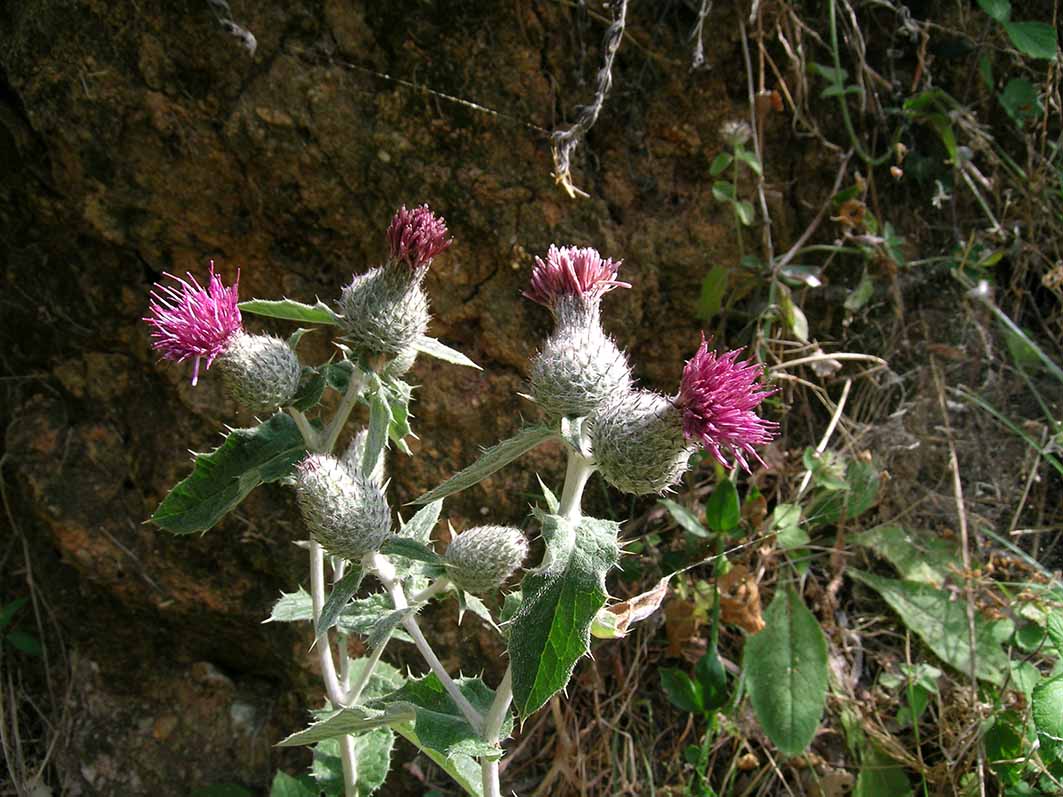 Cirsium scabrum / Cardo scabro